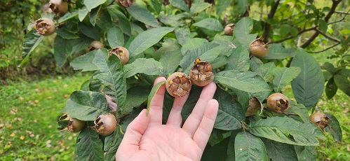 1000006981 medlar.jpg
